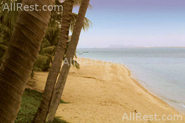 Coconut Tropicana 26
